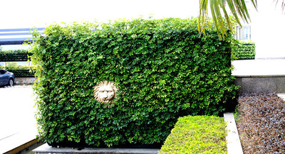 花园酒店停车场一侧植物墙项目