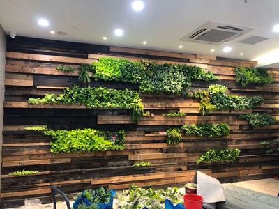 某私人会所植物墙