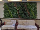 植物墙进家庭